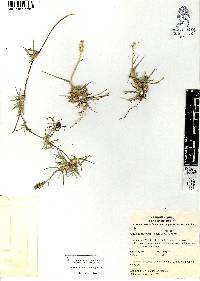 Hilaria cenchroides image