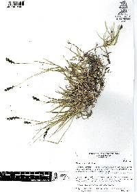 Hilaria cenchroides image