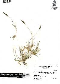 Hilaria cenchroides image