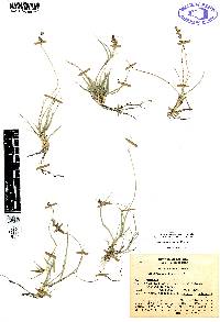 Hilaria cenchroides image