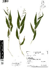 Lasiacis ruscifolia image