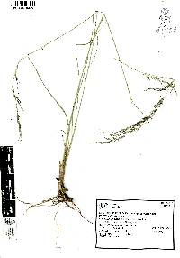 Muhlenbergia curvula image