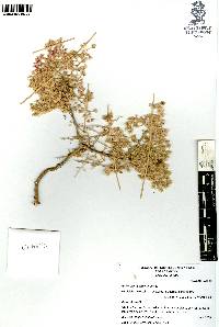 Pachycormus discolor image