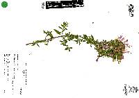 Poliomintha longiflora image