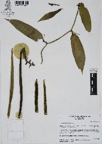 Vanilla planifolia image