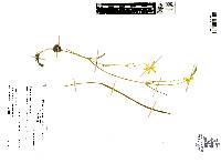 Calochortus venustulus image