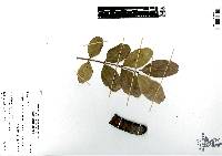 Ceratonia siliqua image