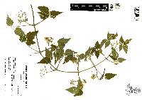 Clematis rhodocarpa image