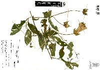 Image of Cobaea stipularis