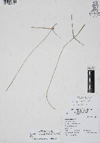 Cyperus hortensis image
