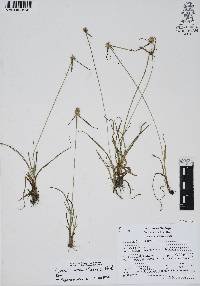 Cyperus hortensis image