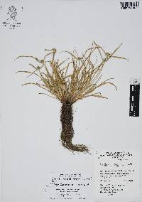 Cyperus hortensis image