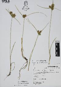 Cyperus niger image