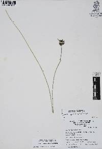 Cyperus niger image