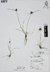 Cyperus niger image