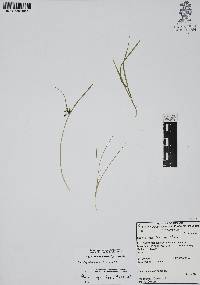 Cyperus niger image