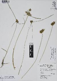 Cyperus niger image