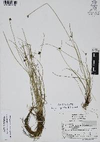 Cyperus niger image