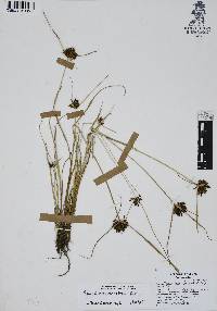 Cyperus niger image