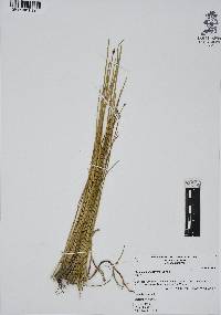 Eleocharis parishii image