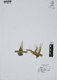 Eleocharis minima image