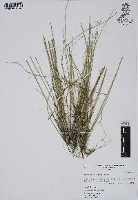 Eleocharis macrostachya image