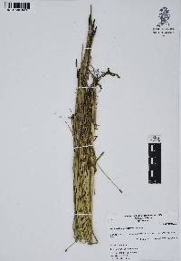 Eleocharis macrostachya image