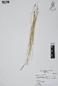 Eleocharis macrostachya image