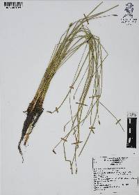 Eleocharis macrostachya image