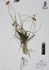 Eleocharis macrostachya image