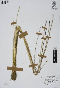 Eleocharis macrostachya image