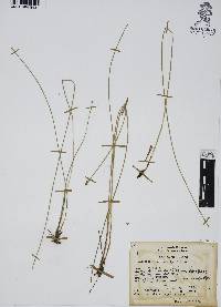 Eleocharis macrostachya image