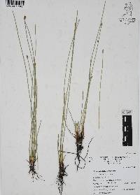 Eleocharis macrostachya image