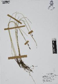 Eleocharis macrostachya image