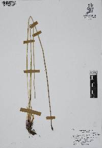 Eleocharis macrostachya image