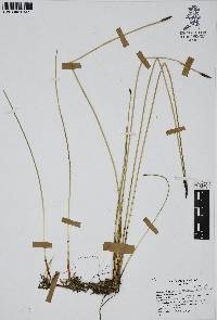 Eleocharis macrostachya image