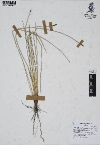 Eleocharis macrostachya image