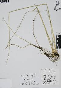 Eleocharis macrostachya image