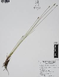 Eleocharis macrostachya image