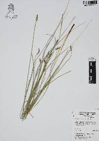 Eleocharis macrostachya image