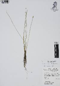 Eleocharis macrostachya image