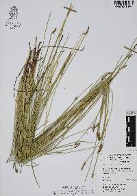 Eleocharis macrostachya image