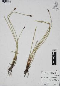Eleocharis montana image