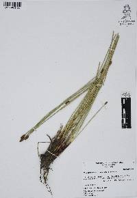 Eleocharis montana image