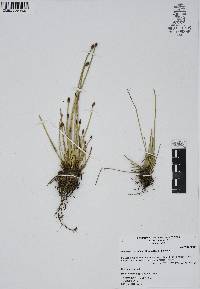 Eleocharis montana image