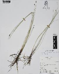 Eleocharis montevidensis image
