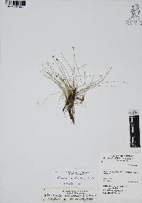 Eleocharis montevidensis image