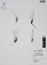 Eleocharis montevidensis image
