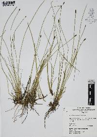 Eleocharis montevidensis image