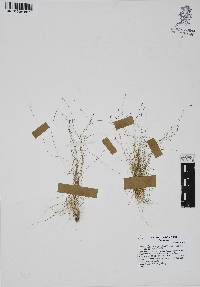 Eleocharis reverchonii image